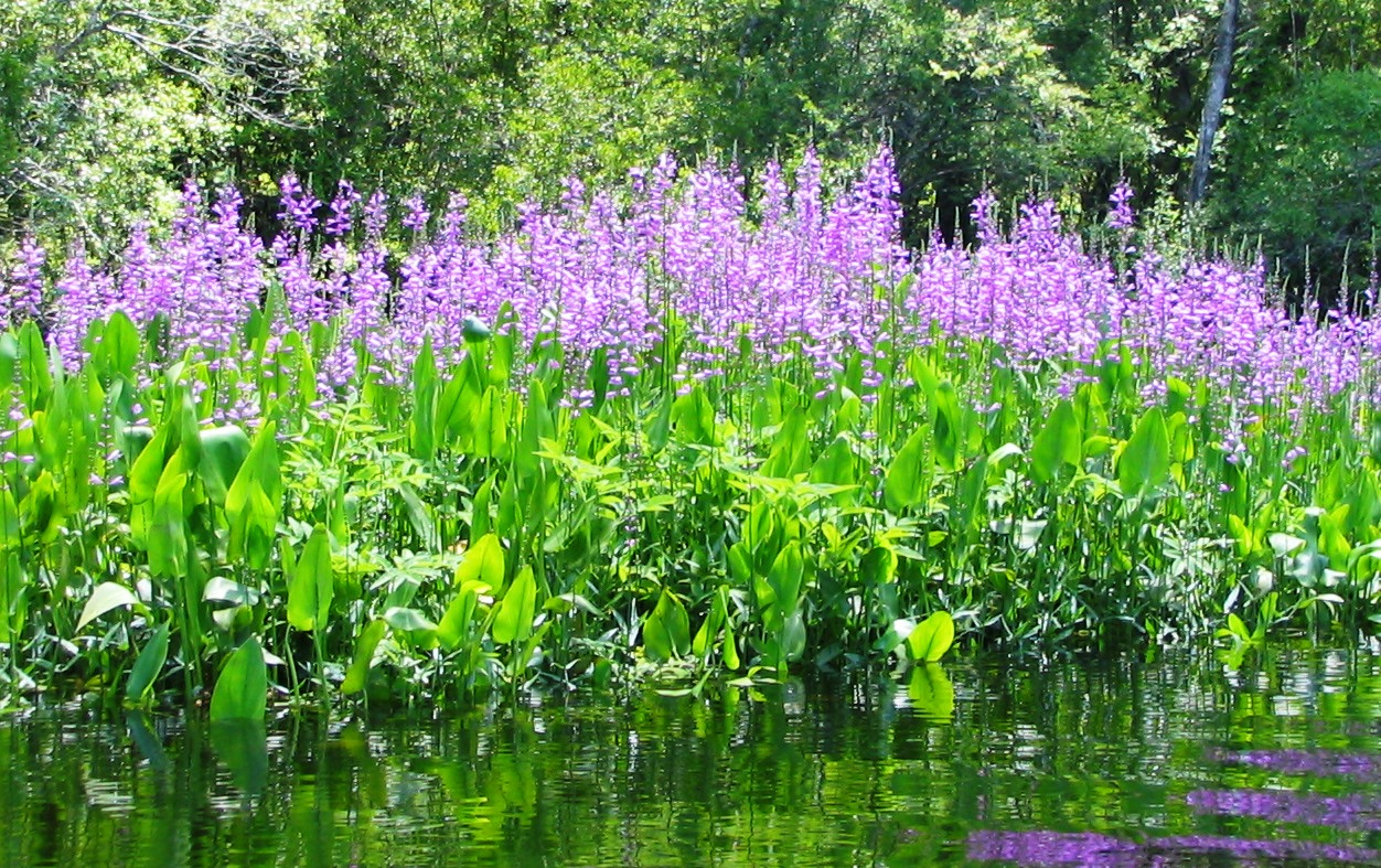 wetlands plants list