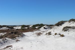 The spectacular dunes of south Walton County. 