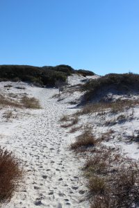 Dune trail at Grayton Beach State Park 