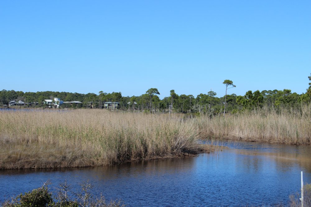 Barrier Island Wildlife in the Florida Panhandle; Part 7 the Marsh