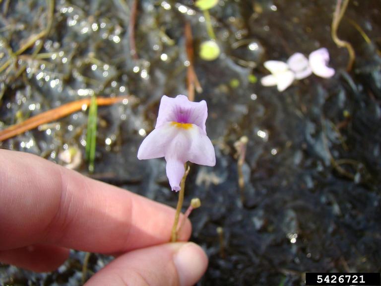 bladderwort flower