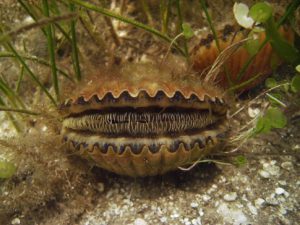 Bay Scallop Argopecten iradians http://myfwc.com/fishing/saltwater/recreational/bay-scallops/