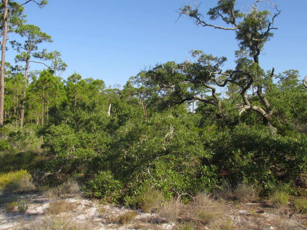 Photo caption Migrating songbirds forage for insects in coastal scrub