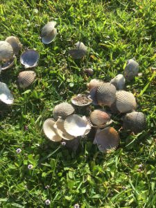 A pile of cleaned scallops found in a parking lot on Pensacola Bay.  Harvesting scallop in Pensacola Bay is illegal.   Photo: Rick O'Connor