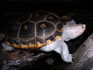 Ornate Diamondback Terrapins Depend on Coastal Marshes and Sea Grass Habitats