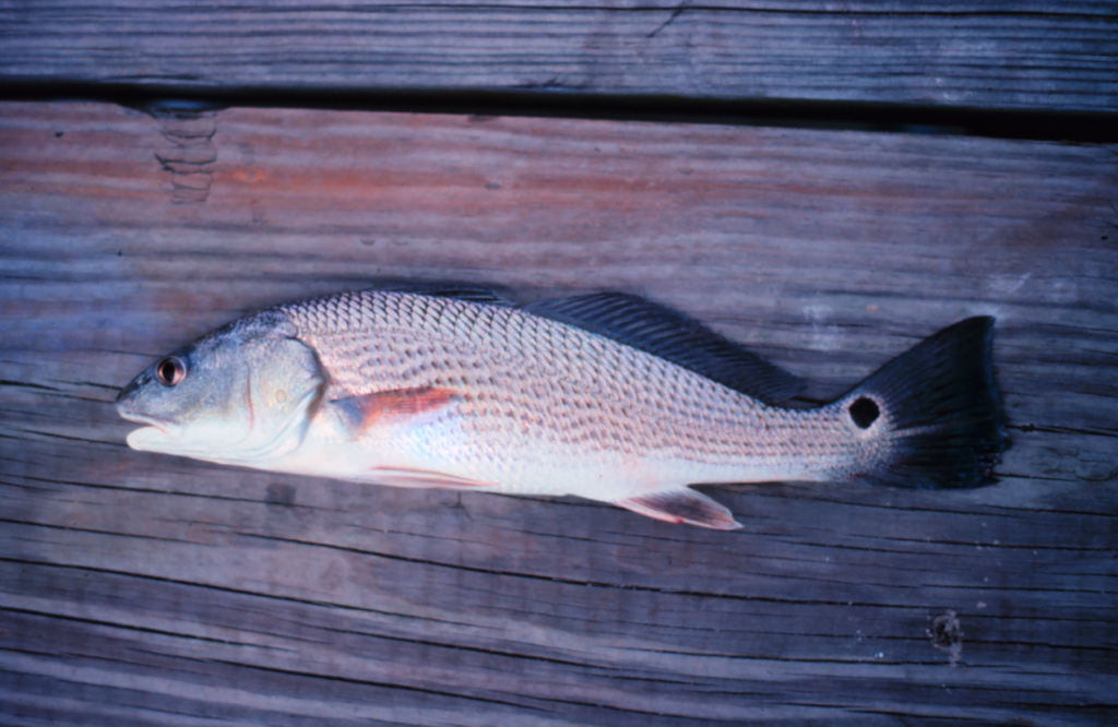 Red Drum are easily identified by their false eyespot located on the tail. Often, the tail and false eyespot break the water surface when red drum feed in shallow water. Shrimp and crabs are favorite food items of hungry red drum. Photo courtesy of NOAA. http://www.photolib.noaa.gov 