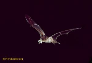 Brazilian free-tailed bat (Tadarida brasiliensis) eating a corn earworm moth (Helicoverpa zea). 