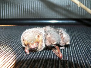 Close-up photo of a Seminole bat and her two pups. Photo credit: Carrie Stevenson