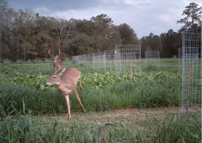 Don’t Rush Wildlife Plot Planting – Wait for the Rain