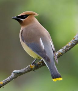 Brownish-gray bird with yellow belly and black eye streak perched on a branch