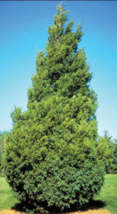 Pyramid shaped conifer tree