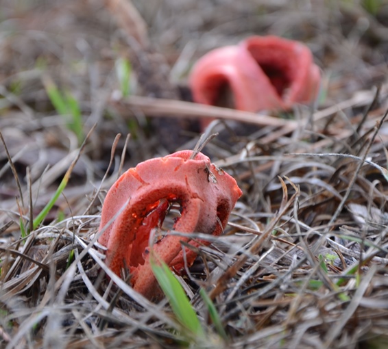 Valentine’s Day… Red… and the Column Stinkhorn Fungus!