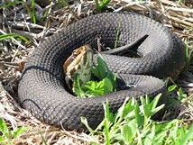 The Cottonmouth (Agkistrodon piscivorus)