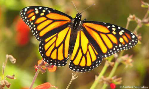 Monarch Migrations Have Begun