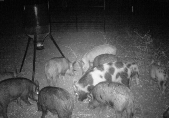 NISAW 2018:  Successful Feral Hog Management