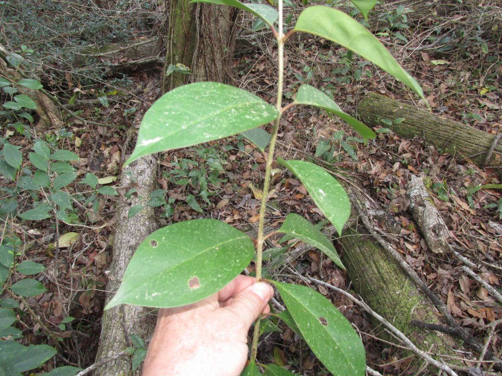 Tree Privet (Ligustrum lucidum) | Panhandle Outdoors