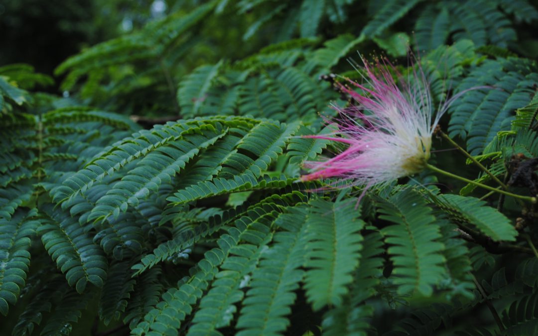 The Beautiful, but Invasive, Mimosa