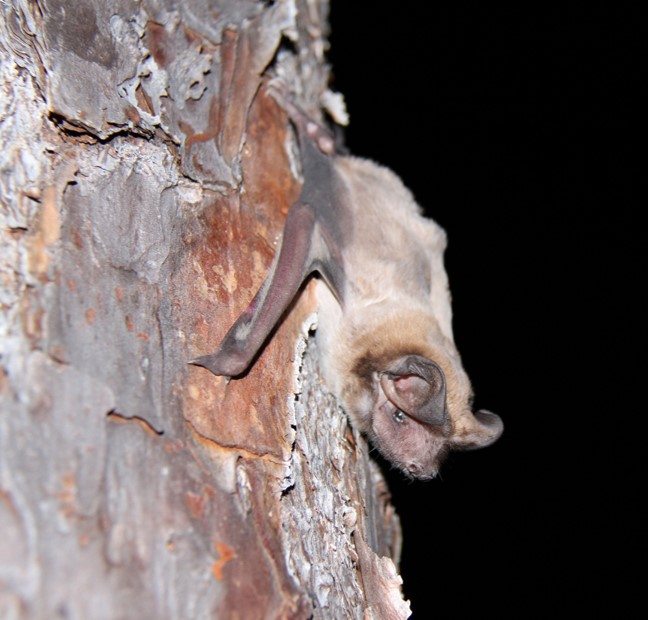 The Evening Bats of the Florida Panhandle