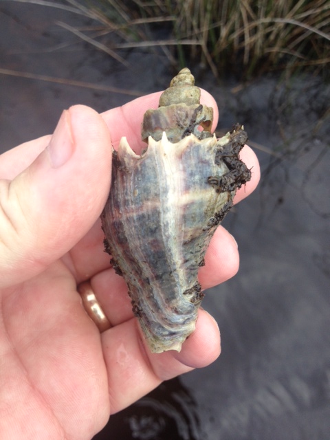 The Crown Conch – A Slow Predator of the Estuary