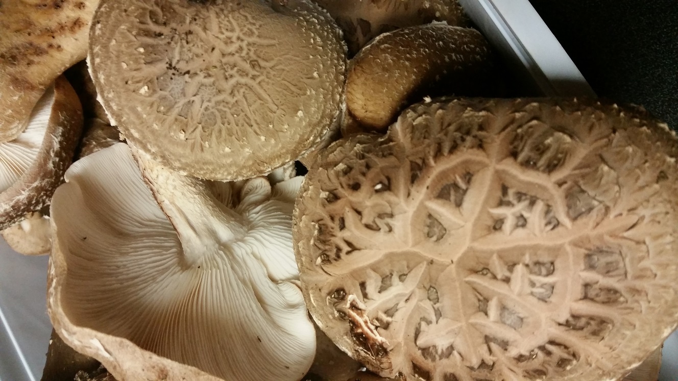 Backyard Shiitake Mushrooms: a Tasty and SAFE DIY Project