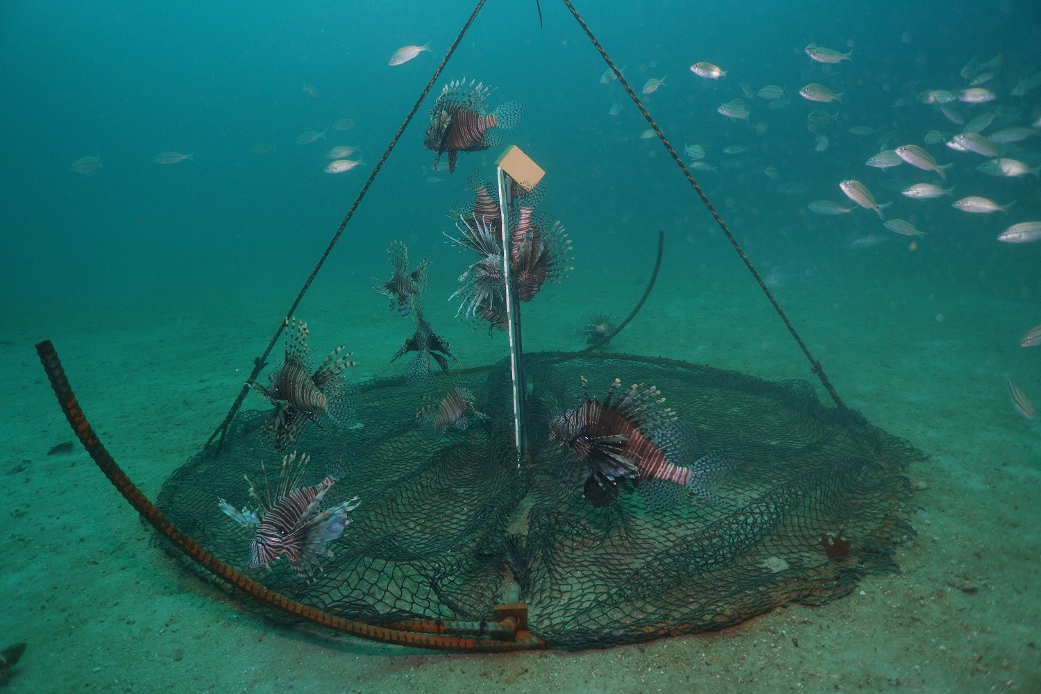 researchers-test-traps-for-controlling-deepwater-invasive-lionfish