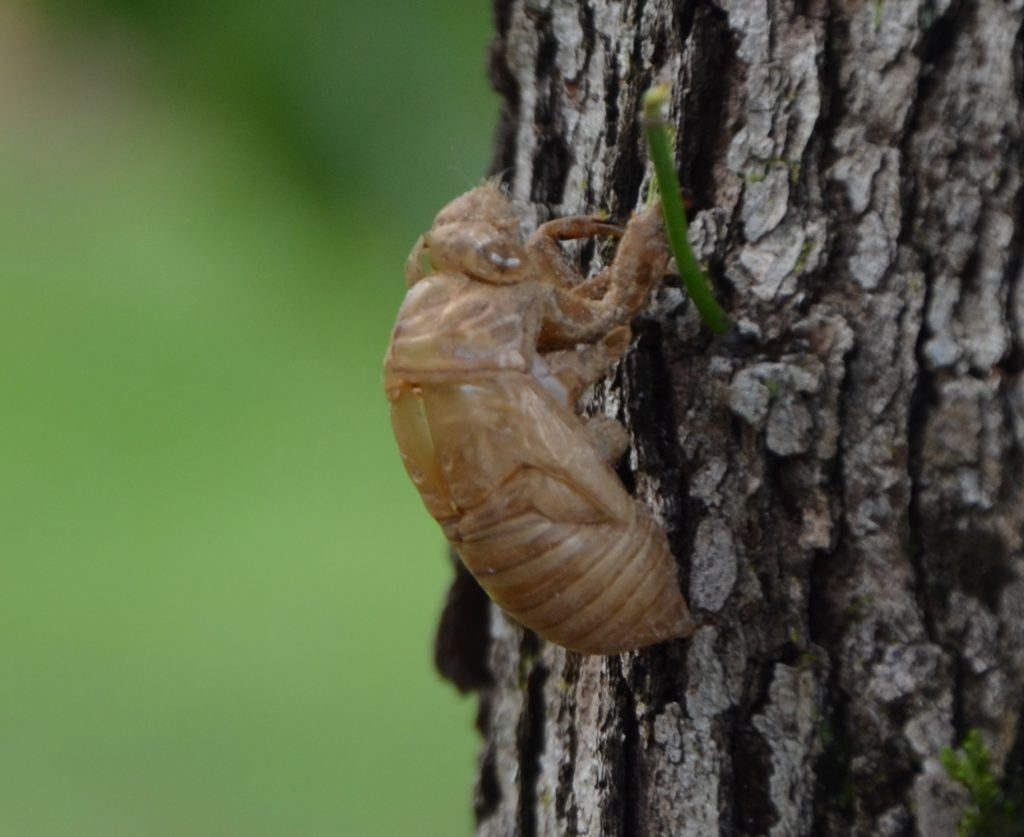 cicada shell