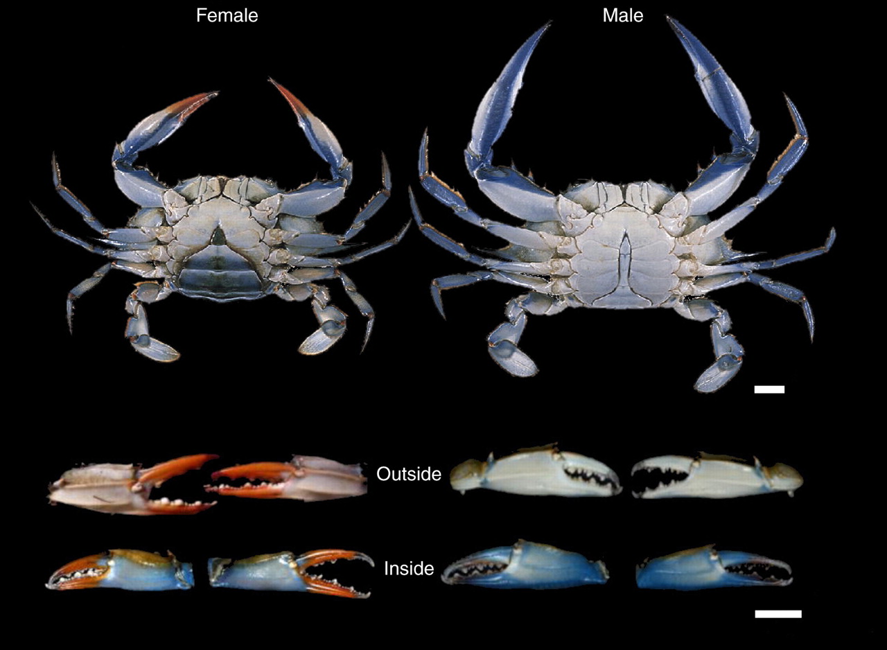 Nature Notes The Blue Crab Panhandle Outdoors 26820 | Hot Sex Picture