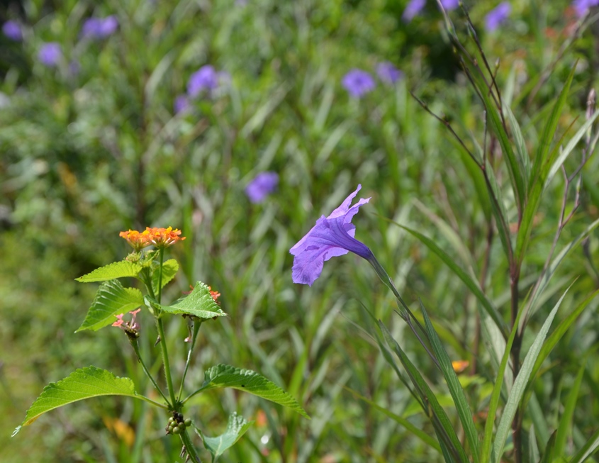 A Pretty Problem: Invasives Which Bloom in Autumn