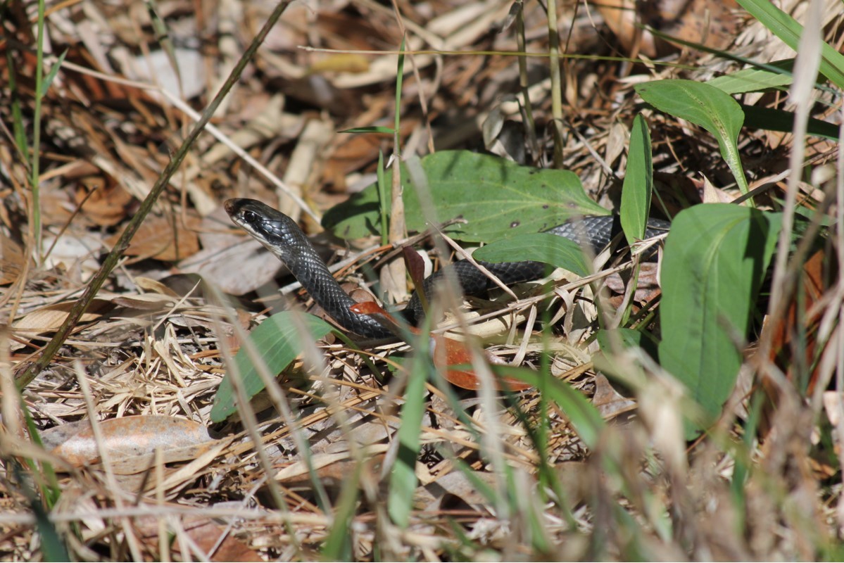 A Speedy Serpent The Southern Black Racer Panhandle Outdoors