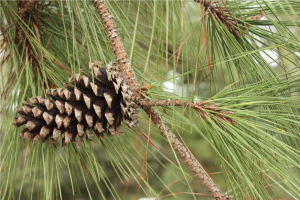 Pine cone attached to stem of pine tree