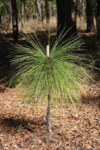 Small pine tree with long needles