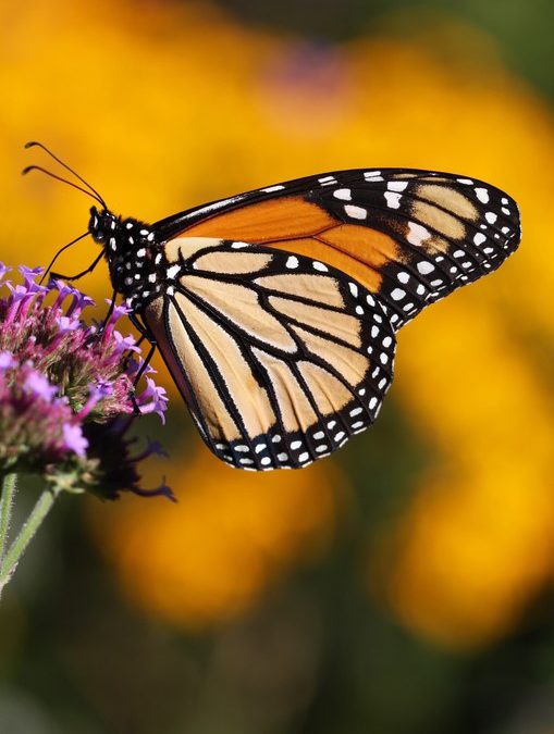 Grow Native Milkweed to Support the Monarchs