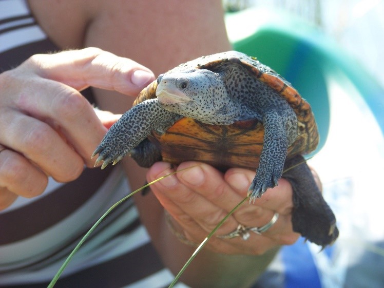 Diamondback Terrapin & Mangrove Surveys Kicking Off in Gulf County