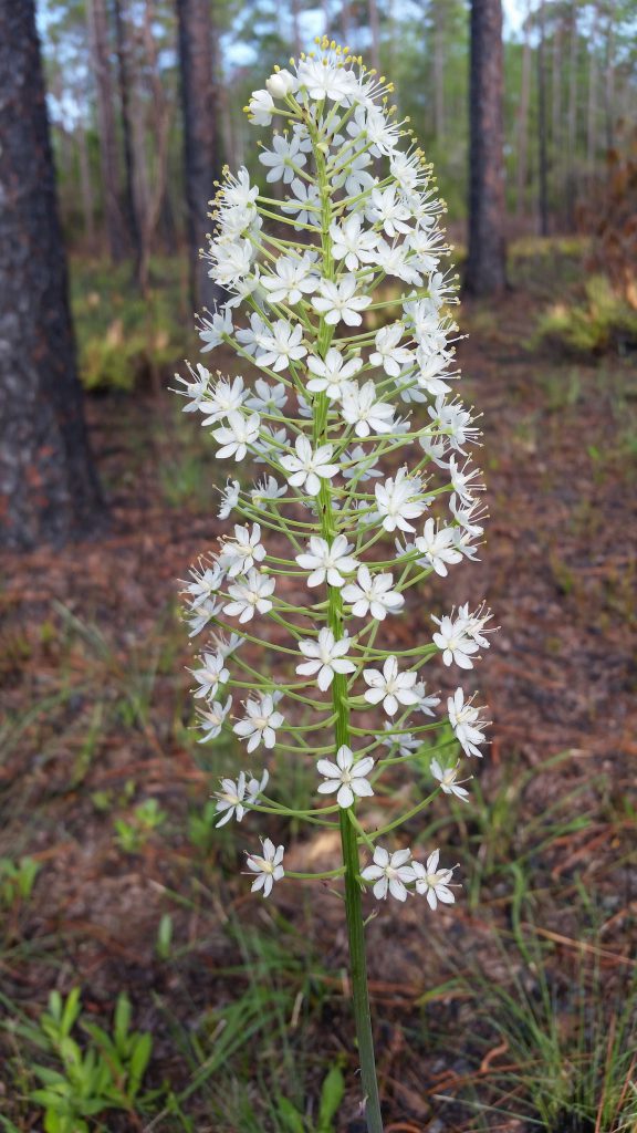 white plume of flowers