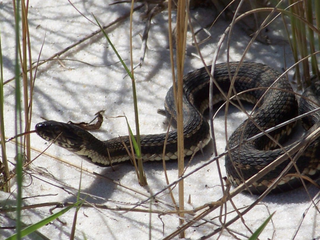 Another Mystery in the Marsh – The Gulf Salt Marsh Snake | Panhandle ...