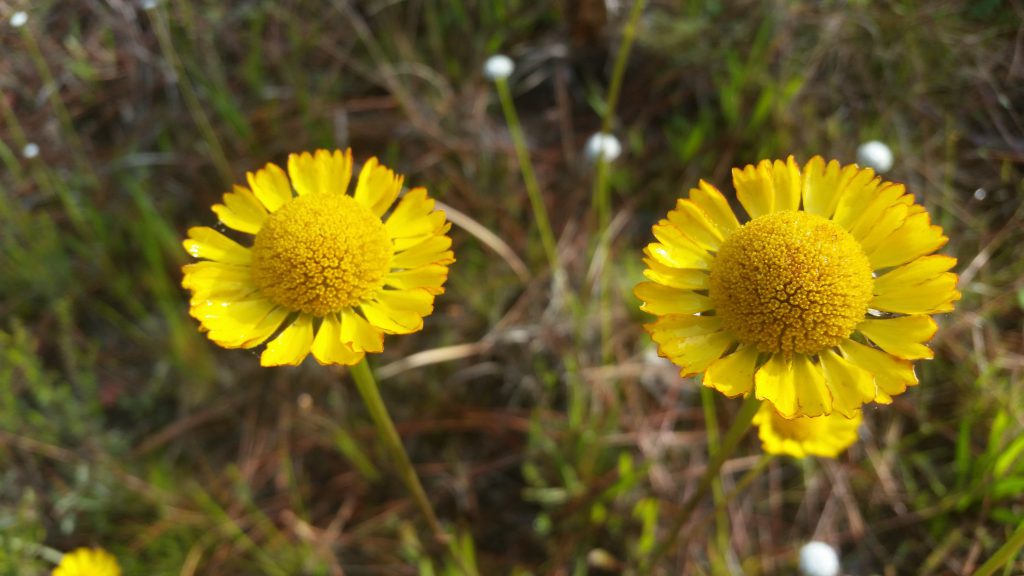 bright yellow flower