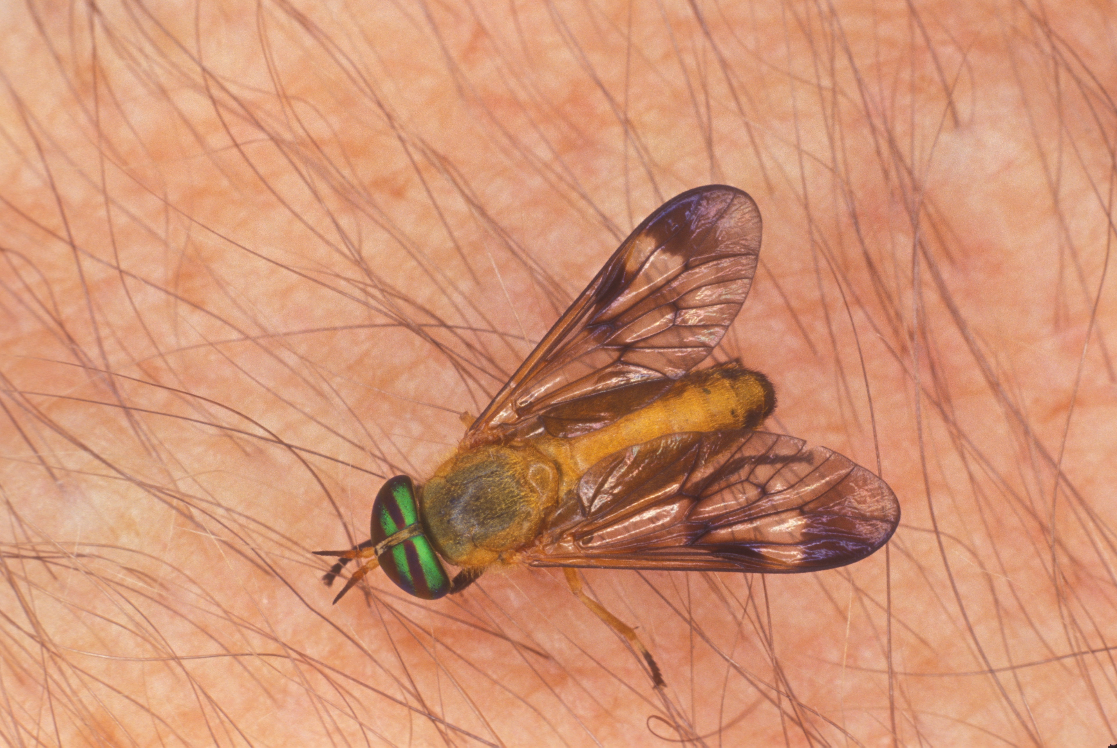 Does Mosquito Repellent Work On Horse Flies