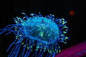 glowing jellyfish