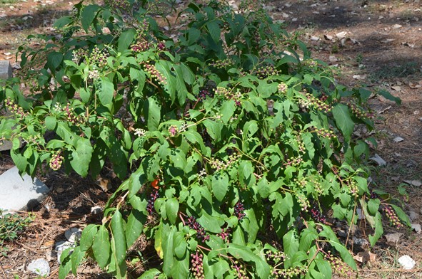 Pokeweed: Adding Purple to the Fall Palet