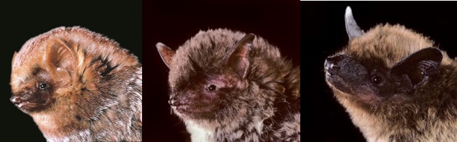 Bats: Friends of Farmers and Gardeners