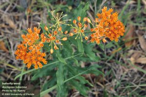 Orange flower