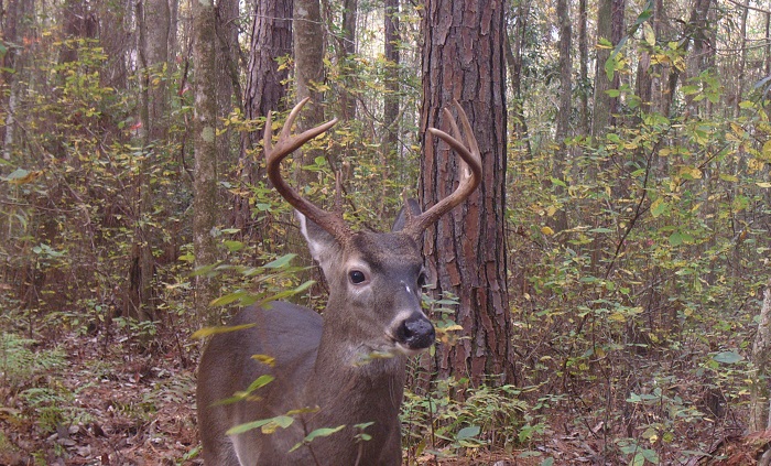 Deer Harvest Reporting System in Effect this Season