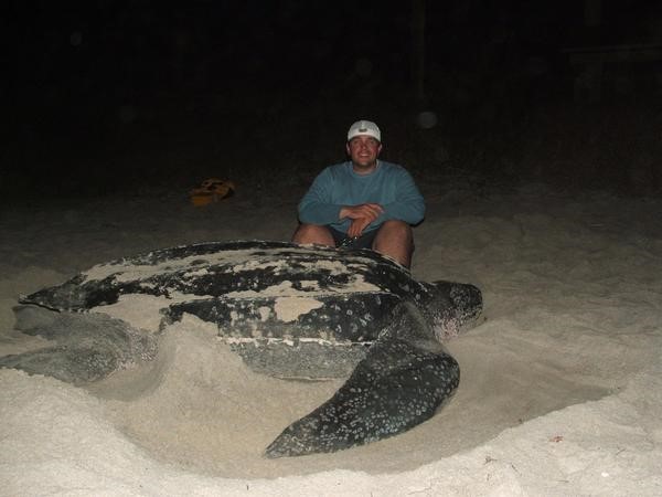Tagging Wildlife Part 2 – Leatherback Sea Turtles