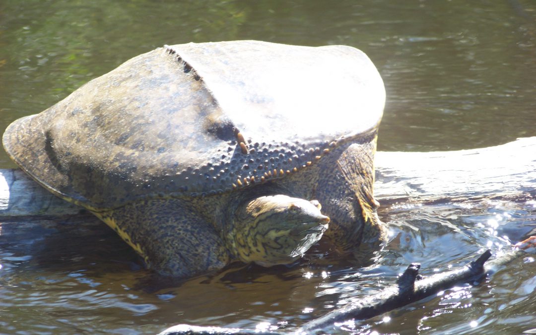 2020 Year of the Turtle – the softshells