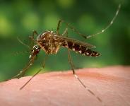 Warm Weather Brings People Out, and Mosquitoes Too