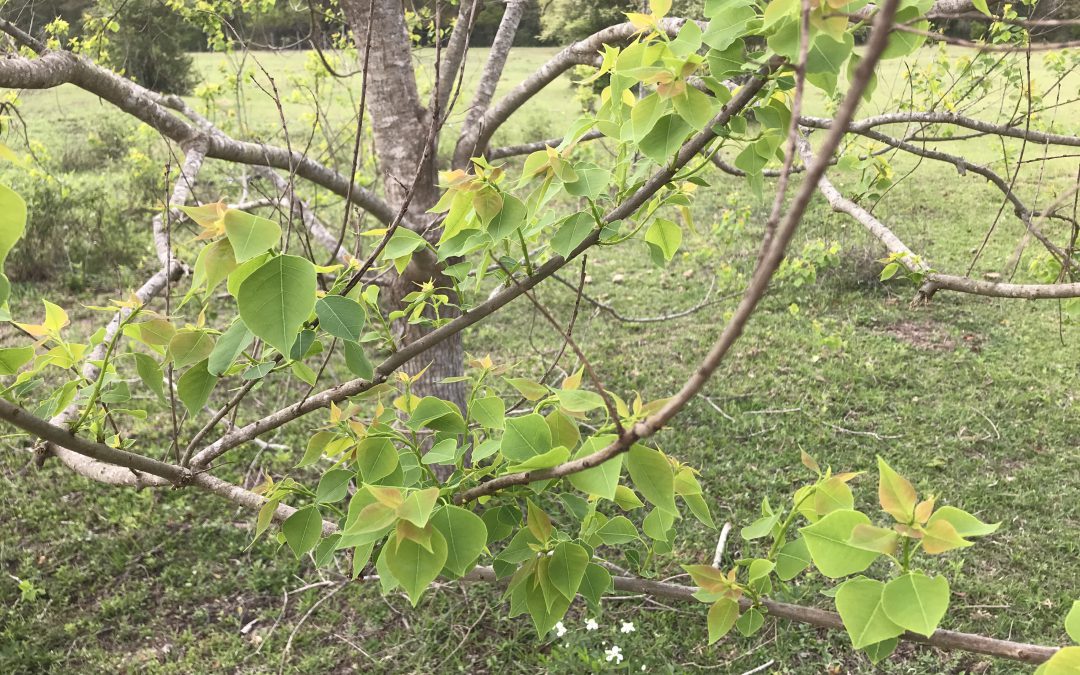 Getting Rid of Chinese Tallow Trees