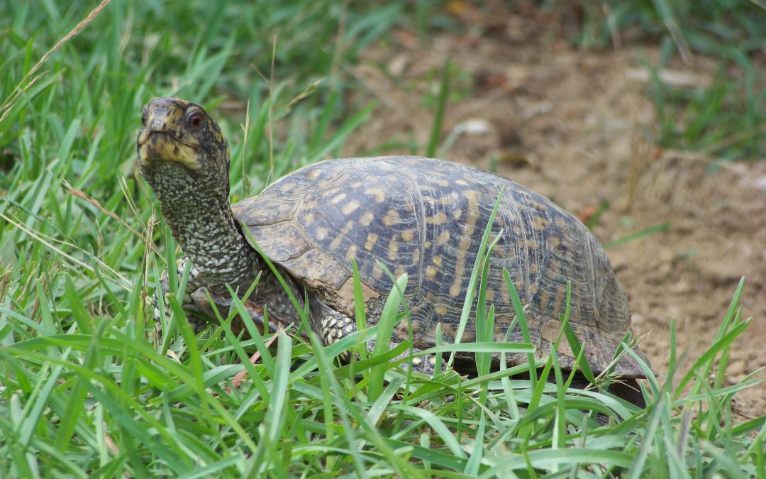 2020 Year of the Turtle – box turtles