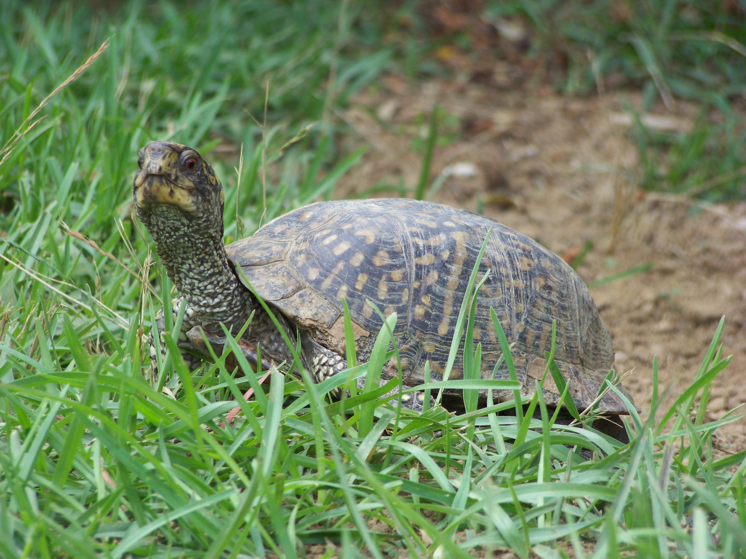 eastern box turtle eating