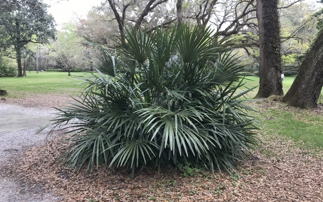 For a Unique Landscape Native, Give Needle Palm a Try!