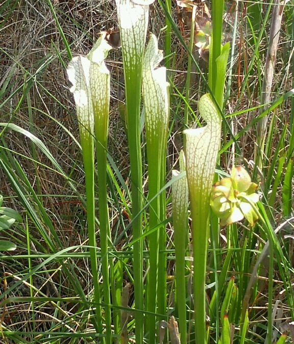 Weekly “What is it?”: Pitcher Plants